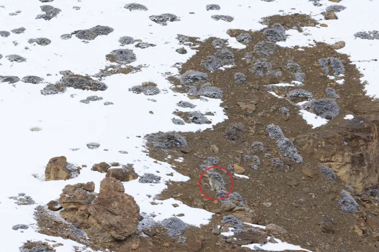 Osim &scaron;to gube prostor za život, snježni leopardi sve če&scaron;će dolaze u sukob s ljudima. Zbog smanjenja broja prirodnog plijena, ove mačke ponekad napadaju stoku, &scaron;to izaziva bijes lokalnih stočara. U želji za osvetom, leopardi često postaju meta, iako su oni sami žrtve naru&scaron;enog ekosustava.
Iza svega stoji lanac problema &ndash; pretjerani lov na divlje ovce i koze, koje su glavni plijen snježnih leoparda, dodatno smanjuje njihove &scaron;anse za preživljavanje. Bez dovoljno hrane u prirodi, primorani su približiti se ljudima, čime riskiraju vlastiti život.