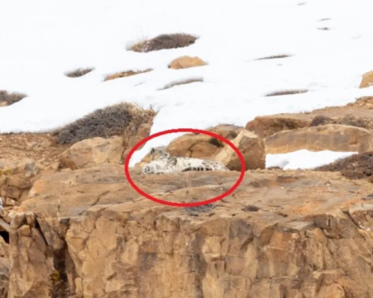 A kao da sve to nije dovoljno, nad glavom snježnog leoparda nadvila se jo&scaron; jedna prijetnja &ndash; klimatske promjene. Znanstvenici predviđaju da će porast temperatura uzrokovati pomicanje granice &scaron;uma prema vi&scaron;im nadmorskim visinama, čime će se smanjiti alpske zone &ndash; upravo ona stani&scaron;ta koja snježni leopard naziva domom. Na Himalaji bi se, prema procjenama, njegovo stani&scaron;te moglo smanjiti za čak 30 posto, &scaron;to bi moglo imati katastrofalne posljedice za opstanak vrste.