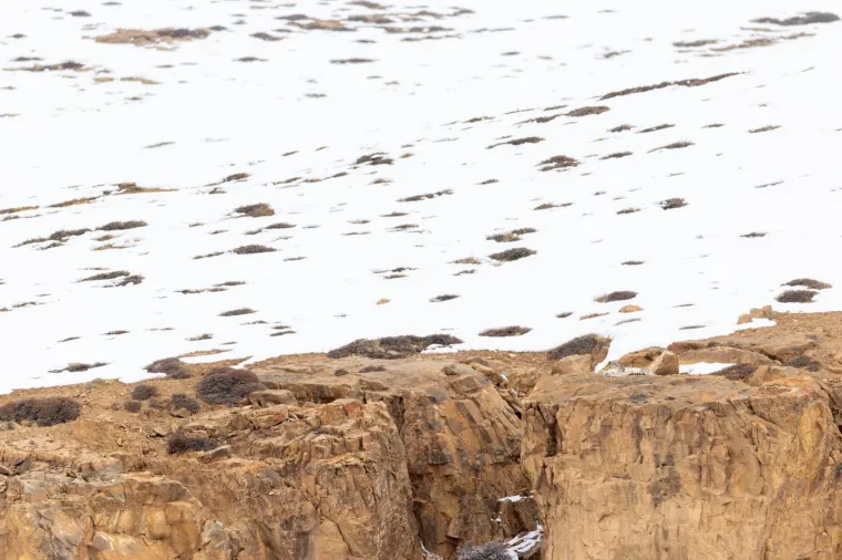 Brojne organizacije, poput WWF i Snow Leopard Trust, zajedno s vladama zemalja raspona, ulažu napore u očuvanje ove vrste.