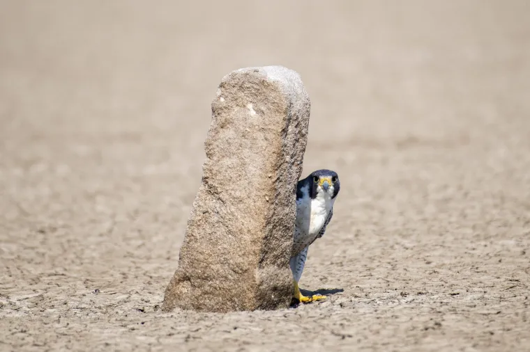 U beskrajnom prostranstvu slane pustinje Little Rann, u indijskom okrugu Kutch (Gujarat), odvijala se tiha igra skrivača između sokola peregrina i objektiva fotografa Laukika Bajpaija. Ovaj mužjak sokola, poznat po svojoj brzini i preciznosti u lovu, cijelo je jutro lovio manje ptice iznad slanih ravnica. Umoran od uzbuđenja i iscrpljen popodnevnim žarom sunca, pronašao je zaklon iza kamena – gdje je na kratko odmarao i promatrao uljeza s pristojne udaljenosti. Bajpai ga je tiho pratio, s poštovanjem prema prostoru koji pripada ovom elegantnom predatoru. Sokol ga je promatrao budnim okom, te se nije pomicao – kao da igra igru strpljenja i znatiželje. Na kraju, s nekoliko snažnih zamaha krilima, sokol je uzletio i nestao u horizontu, a za sobom ostavio samo trag u pijesku i nezaboravan kadar u kameri.