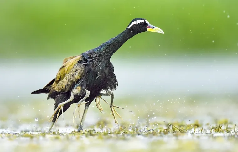 Na prvi pogled, moglo bi se pomisliti da brončanokrila jacana ima čak šest nogu dok elegantno korača površinom vode u močvarnom području Purbasthali, u indijskoj državi Zapadni Bengal. No, ova neobična slika krije toplu roditeljsku priču – jer su dodatne noge zapravo nogice njezinih skrivenih ptića.

Zapanjujući prizor uhvatio je Kalyan Acharya (46), poslovni čovjek i zaljubljenik u prirodu, koji je otišao izvan svih granica kako bi snimio ovaj trenutak - bez oklijevanja je skočio u vodu, te zaronio do ramena.