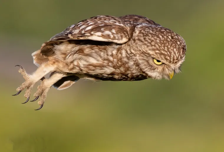 U Hertfordshireu, Engleska, jedan fotograf pokazao je &scaron;to znači strpljenje &ndash; i kako se tri godine čekanja mogu pretvoriti u savr&scaron;eni kadar. Ian Turner (57), glavni tehnolo&scaron;ki stručnjak iz Londona i strastveni fotograf divljih životinja, zabilježio je nevjerojatan trenutak u kojem mala sova siječe zrak kao pravi pernati projektil, prije nego &scaron;to u letu mijenja smjer &ndash; s neodoljivo "nesta&scaron;nim" izrazom na kljunu.