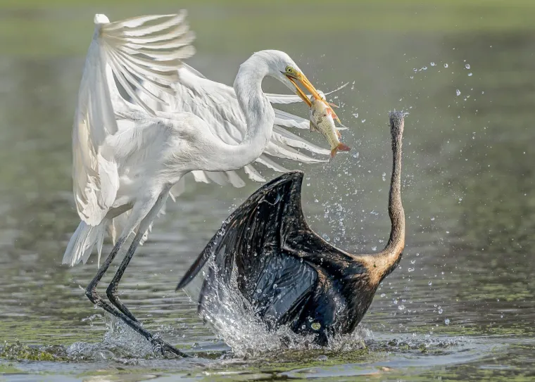 Međunarodni je dan ptica, a ove urnebesne scene nasmijat će vas do suza: Rade zgibove, tuku se...