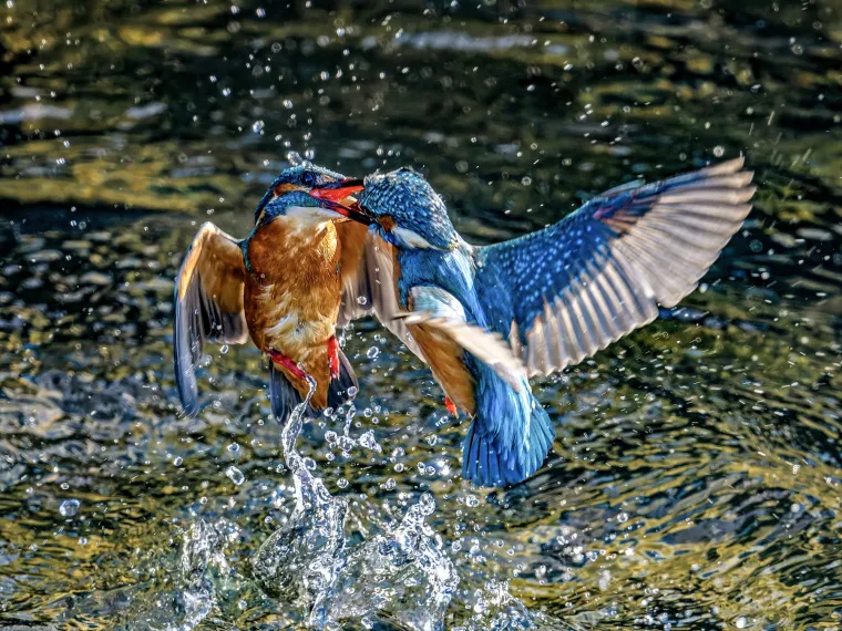 U malom potočiću u Tokiju, Japan, odvila se prava ptičja drama &ndash; i to u najživopisnijim mogućim bojama. Dva vodomara, poznata po svojoj blistavoj plavo-narančastoj opravi i preciznom lovu, zabola su kljunove jedan u drugoga u žestokoj borbi za hranili&scaron;te.
Fotograf Seiichi Tsuboya, koji redovito posjećuje ovaj potočić tijekom slobodnih dana, bio je u pravom trenutku na pravom mjestu. Na fotografijama se jasno vidi kako su se kljunovi dviju ptica spojili poput mačeva, a njihova tijela zamrznuta u pokretu prikazuju sirovu snagu i odlučnost za osiguravanje teritorija.