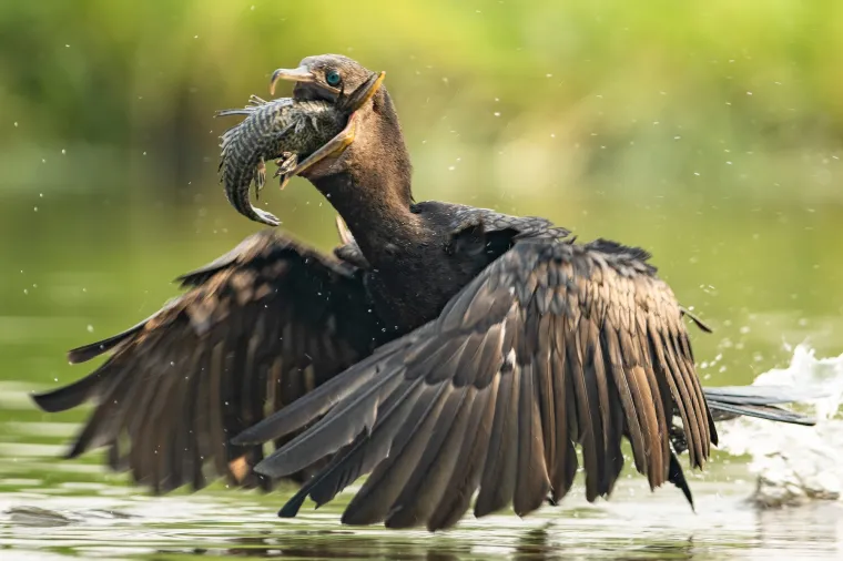 Na jezeru u Porto Jofreu, u srcu sjevernog Pantanala u Brazilu, odvila se prava vodena borba za večeru. Neotropski kormoran, spretnim zaronom, uspio je uloviti svoj plijen &ndash; ali nije računao na to koliko će ga oklopljeni som (armoured catfish) natjerati na borbu. Borba je trajala nekoliko minuta dok je kormoran, vidno uporan, manipulirao ribom u kljunu, u poku&scaron;aju pronalaska savr&scaron;enog kuta za gutanje &ndash; bez da se ozlijedi na o&scaron;tre &scaron;iljke koje prekrivaju tijelo soma. Voda je prskala na sve strane, a ptica je morala uložiti sav svoj instinkt, strpljenje i vje&scaron;tinu da bi uspjela savladati ovaj oklopljeni izazov.