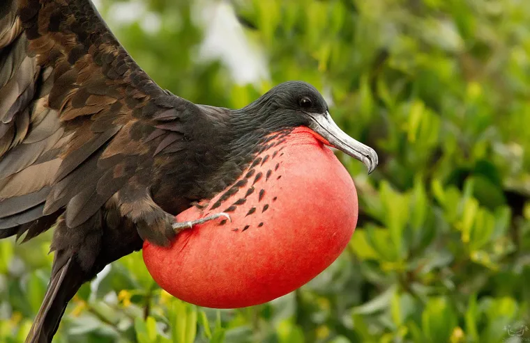 Na obali Floride, u prekrasnom prirodnom okruženju Fort DeSoto County Parka nedaleko od Tampae, odvijao se nevjerojatan prizor ptičjeg zavođenja. Mužjak veličanstvene fregate napuhao je svoju impresivnu crvenu prsnu vreću, nalik velikom balonu &ndash; sve kako bi privukao pažnju ženke.

Fotograf Scott Helfrich, koji se s prijateljem približio koloniji ovih zadivljujućih morskih ptica iz kajaka, zatekao je doslovno stotine crnih mužjaka kako sjede s napuhanim grimiznim vrećama koje poput svjetionika signaliziraju: &ldquo;Ja sam spreman!&rdquo;