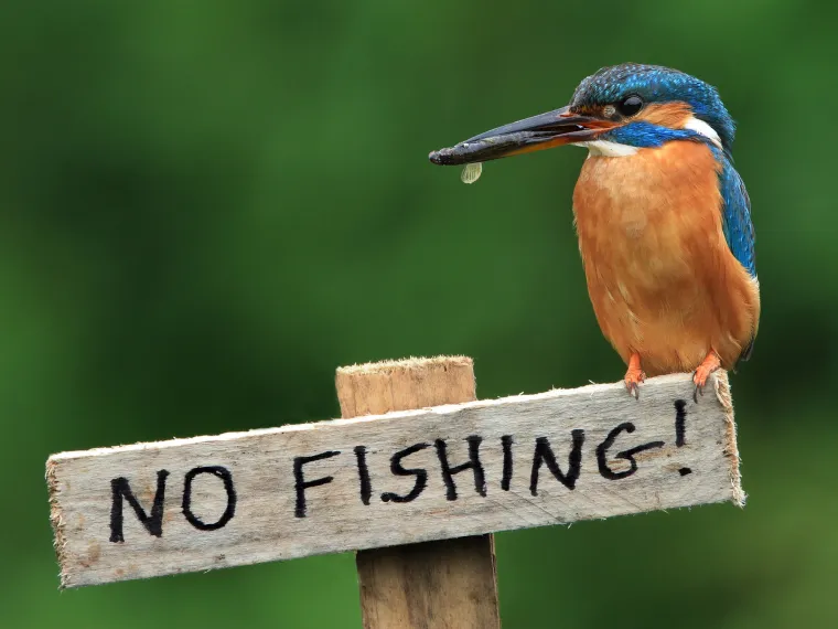 Na mirnim vodama Norfolk Broads u Engleskoj, odvijala se vesela ptičja pobuna. Unatoč jasno istaknutom znaku "No Fishing", europski vodomari odlučili su da pravila nisu za njih &ndash; i s pernatim prkosom krenuli u ribolov.
Jamie MacArthur (48), strastveni fotograf prirode, sa smije&scaron;kom je promatrao ovu živopisnu dramu u letu, dok su jarko obojeni vodomari iznova i iznova jurili prema vodi brzinom do 32 km/h, kako bi ulovili svoj plijen s nevjerojatnom precizno&scaron;ću.