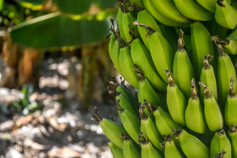 2. Banane: Najpopularnija svjetska sorta banana, Cavendish, izuzetno je osjetljiva na novu, agresivnu vrstu Panamske bolesti (TR4), gljivične infekcije tla koja uništava plantaže. Klimatske promjene i nestašice vode dodatno otežavaju uzgoj.
