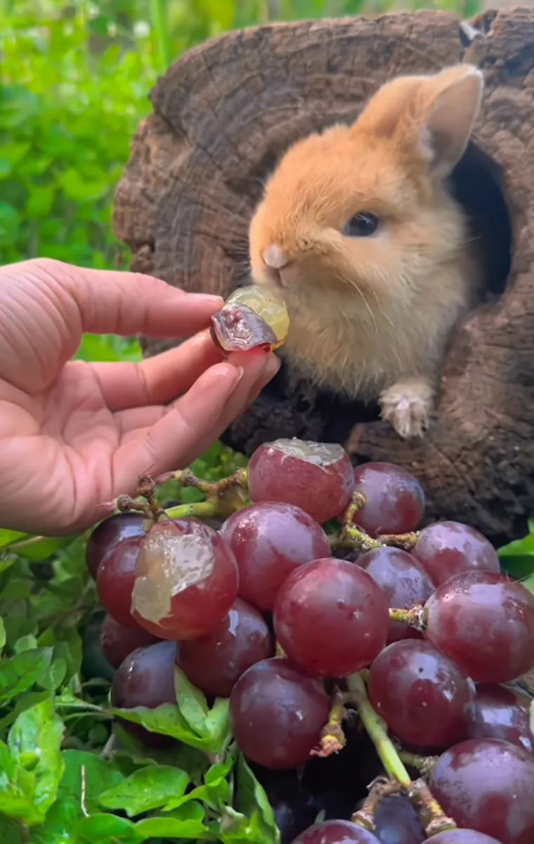 Ključno je osigurati mirno i sigurno okruženje kako bi se smanjio stres za majku i leglo. Pripremite "gnijezdo" na tihom mjestu bez propuha. Koristite sijeno ili slamu kao podlogu unutar kutije za gniježđenje; to pomaže u održavanju topline, &scaron;to je vitalno za preživljavanje mladunaca.
