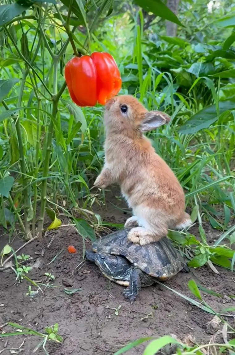 Otprilike tjedan dana nakon rođenja, mladuncima počinje rasti fina dlaka. Oko 10-12 dana starosti, otvaraju oči i u&scaron;i, te postaju svjesniji svoje okoline. Počinju dobivati na težini i jačati. 