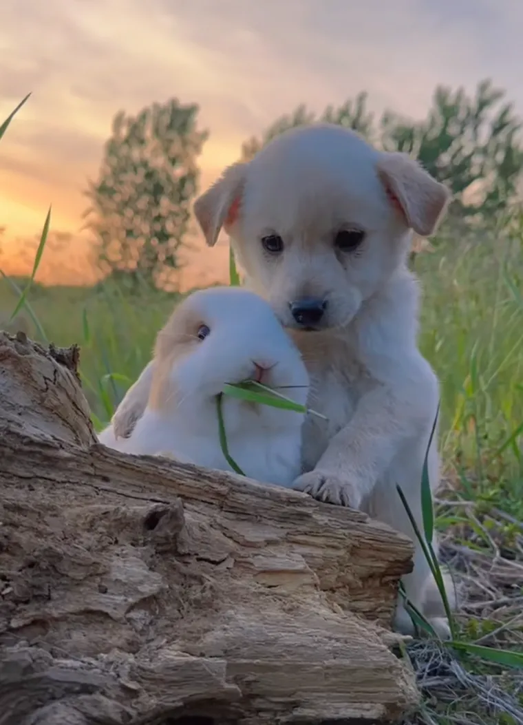 Iako majčino mlijeko ostaje primarni izvor hrane, s otprilike tri do četiri tjedna starosti možete im početi nuditi male količine kvalitetnog sijena lucerne (alfalfa) i peleta za kuniće. 