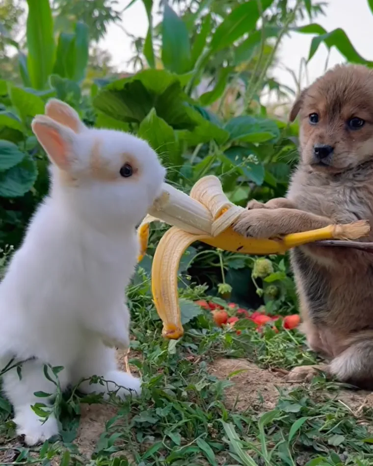 U ovoj fazi, mali kunići postaju sve neovisniji. Počinju aktivno istraživati okolinu izvan gnijezda. Nastavljaju sisati, ali unos sijena i peleta treba postupno povećavati. 