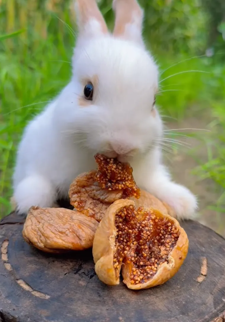 S otprilike četiri do pet tjedana starosti, možete ih početi nježno i kratko držati kako biste ih navikli na ljudski dodir. 