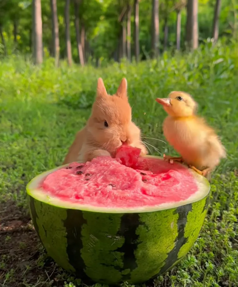 Održavanje čistoće i sigurnosti ključno je za zdravlje mladunaca. Idealna temperatura okoline je između 18&deg;C i 24&deg;C. Izbjegavajte propuh i nagle promjene temperature. Redovito mijenjajte podlogu u gnijezdu, uklanjajte zaprljane materijale i održavajte higijenu prostora kako biste spriječili razvoj bakterija. 