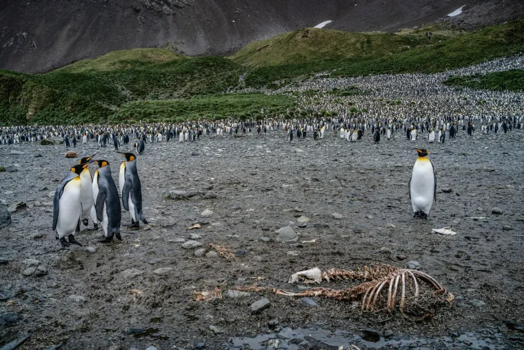Grdosija putuje oceanom: Omela je brodove, sada prijeti pingvinima i cijelom planetu