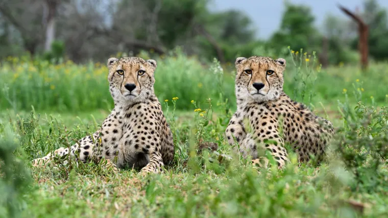 Oni preferiraju otvorena staništa poput savana i travnjaka, ali se mogu naći i u gušćoj vegetaciji te polupustinjskim i brdovitim područjima, kao što su Sahara ili Iran.