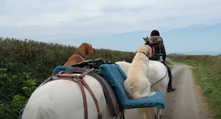 "Tako je lijepo gledati vas s va&scaron;om prekrasnom životinjskom obitelji u tako mirnom okruženju", dodao je drugi.