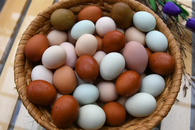 Jaja dolaze u zelenoj, maslinastoj, plavkastoj i čokoladnoj boji.