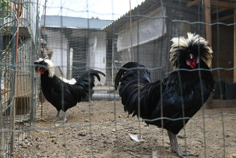 Gospođa Gajski osim uzgajanja kokoši, izrađuje i dekorativne aranžmane, pa tako i one za Uskrs
