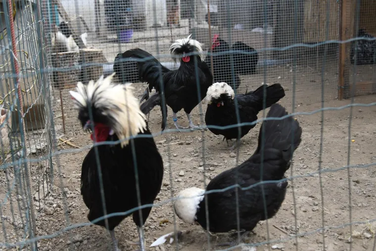 U njihovom šarenom kokošinjcu može se pronaći pasmina Marans, poznata po elegantnom tamnom perju i jajima boje tamne čokolade, dok Araukane nesu jaja u neobičnim zelenkastim tonovima.