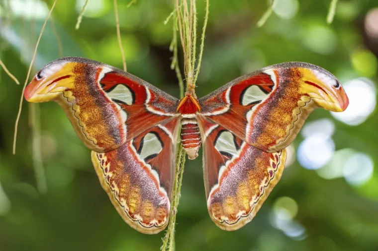
17. Atlas moljac - Brzo! Koju životinju vidite ovdje? Leptir ili skup zmija? Ovo je zapravo moljac Atlas koji  koristi krajeve svojih krila s uzorkom zmije kako bi zastra&scaron;io predatore. Da iluzija bude potpuna, moljac pada na zemlju i uvija se oko sebe...ba&scaron; kao prava zmija!
