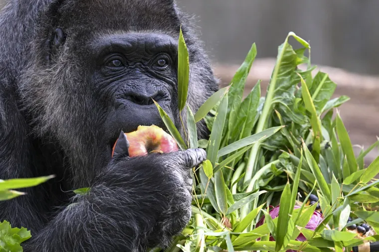 Berlinski zoološki vrt danas je bio ispunjen slavljeničkim duhom – njihova najpoznatija i najvoljenija stanovnica, gorila Fatou, proslavila je svoj 68. rođendan, čime je još jednom potvrdila svoj status najstarije živuće ženke gorile na svijetu.