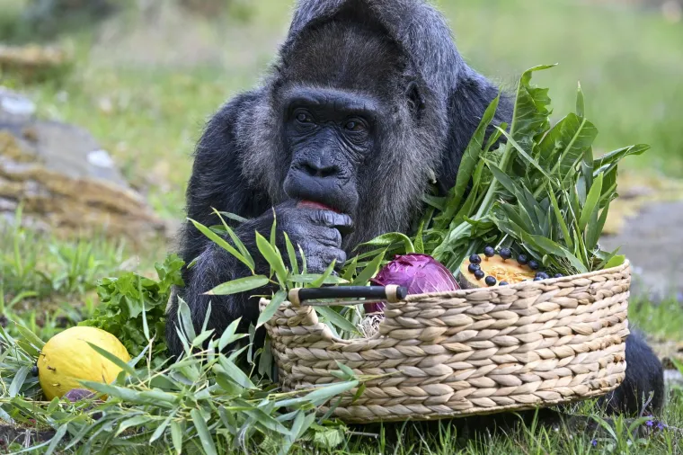 Gorile komuniciraju na složene načine tako &scaron;to koriste oko 25 različitih vokalizacija, govor tijela i izraze lica.