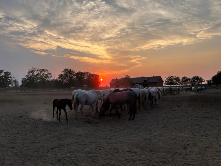 20. Ergela Đakovo: Jedna od najstarijih ergela u Europi, osnovana 1506. godine, ponos je Đakova i Slavonije. Poznata je po uzgoju plemenitih konja lipicanske pasmine koji ovdje borave od početka 19. stoljeća. Ergela djeluje na dvije lokacije: Pastuharni u centru grada i Ivandvoru u blizini. Posjetitelji mogu uživati u razgledavanju konja, upoznati se s procesom uzgoja i selekcije te vidjeti impresivne dresurne nastupe. Ne propustite posjetiti i obližnju monumentalnu đakovačku katedralu sv. Petra.