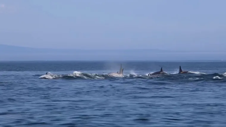 Orke, često nazivane i kitovima ubojicama, spadaju među najprepoznatljivije i najkarizmatičnije stanovnike svjetskih oceana.
