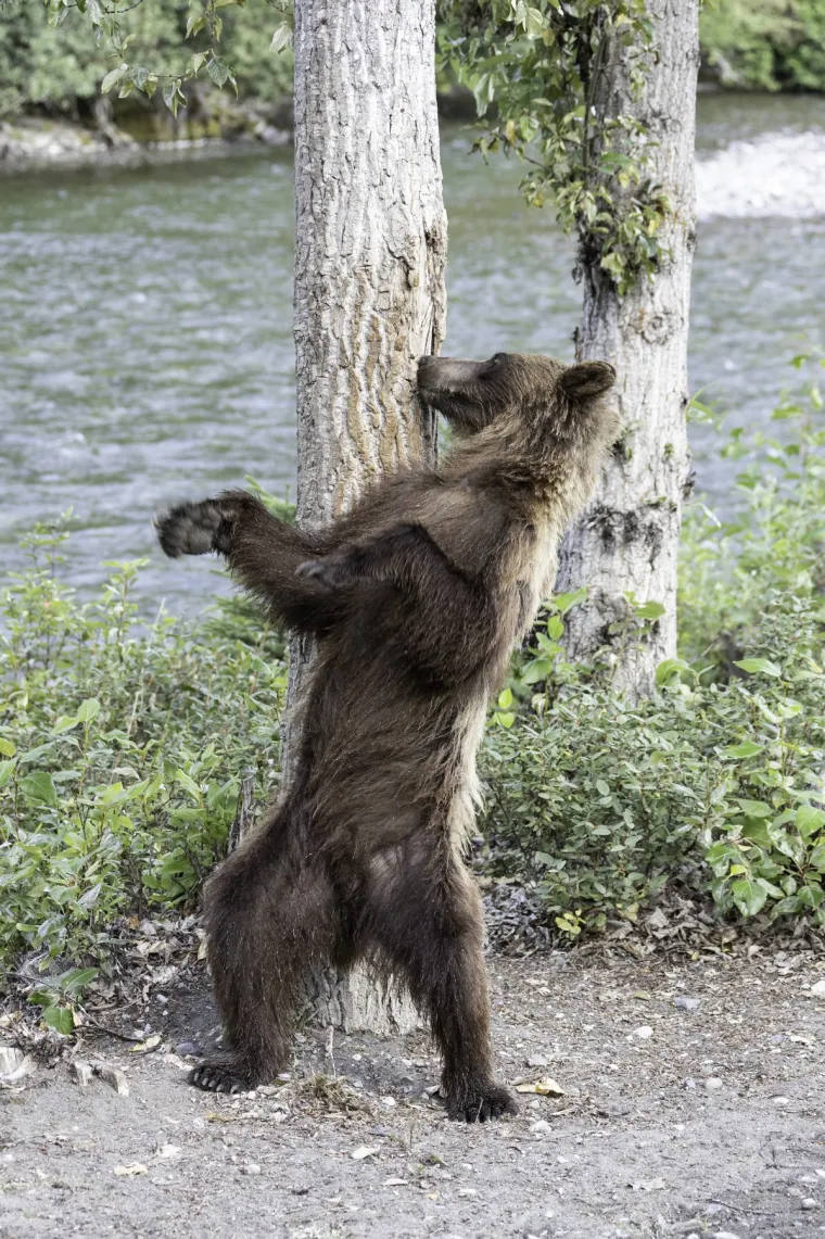 Jedna od sredi&scaron;njih tradicija Međunarodnog dana plesa jest godi&scaron;nja poruka koju pi&scaron;e istaknuta osoba iz svijeta plesa &ndash; plesač ili koreograf međunarodnog ugleda.