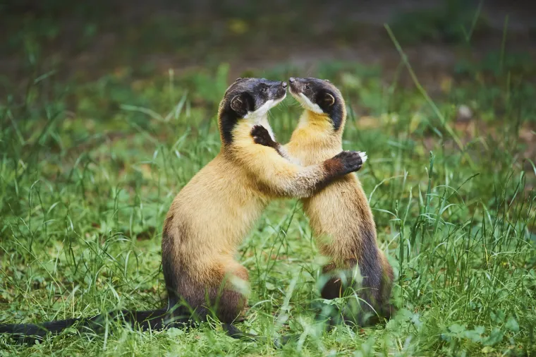 Odabir autora vr&scaron;i Plesni odbor ITI-ja, često u suradnji sa Svjetskim plesnim savezom (World Dance Alliance). Ova poruka, prevedena na brojne jezike, &scaron;iri se svijetom s ciljem da oda počast plesu i njegovoj univerzalnosti.