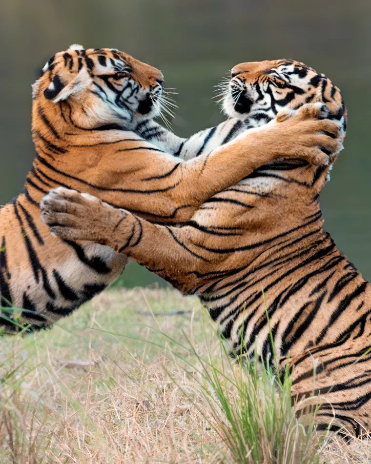 Prilika za slavlje Međunarodnog dana plesa ima bezbroj, a sudjelovati može svatko, bez obzira na plesno iskustvo.