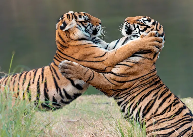 Jedna od ideja je da posjetite ili organizirajte plesnu predstavu  gdje ćete uživati u nastupu lokalne plesne skupine.
