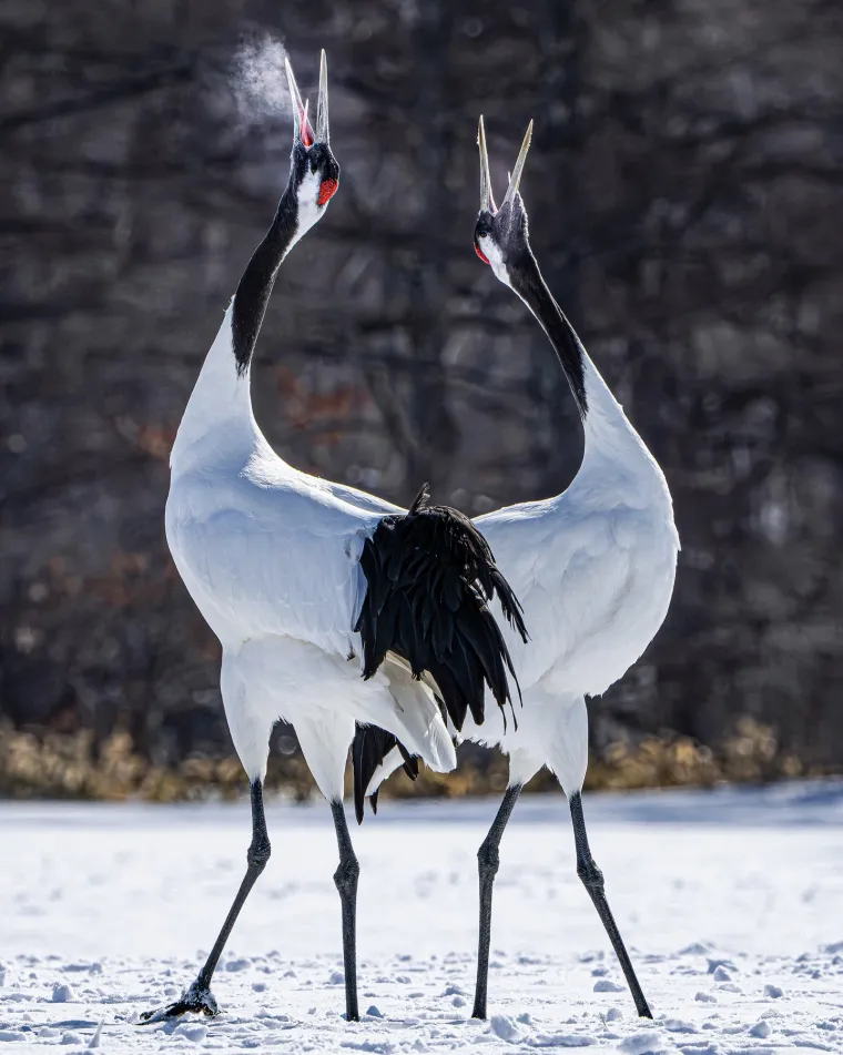 Isto tako, iskoristite priliku da upi&scaron;ete tečaj plesa. Neka vas ovaj dan inspirira da naučite ne&scaron;to novo, bilo da je riječ o elegantnom valceru, strastvenoj salsi, energičnom hip-hopu ili koracima tradicionalnog kola. 