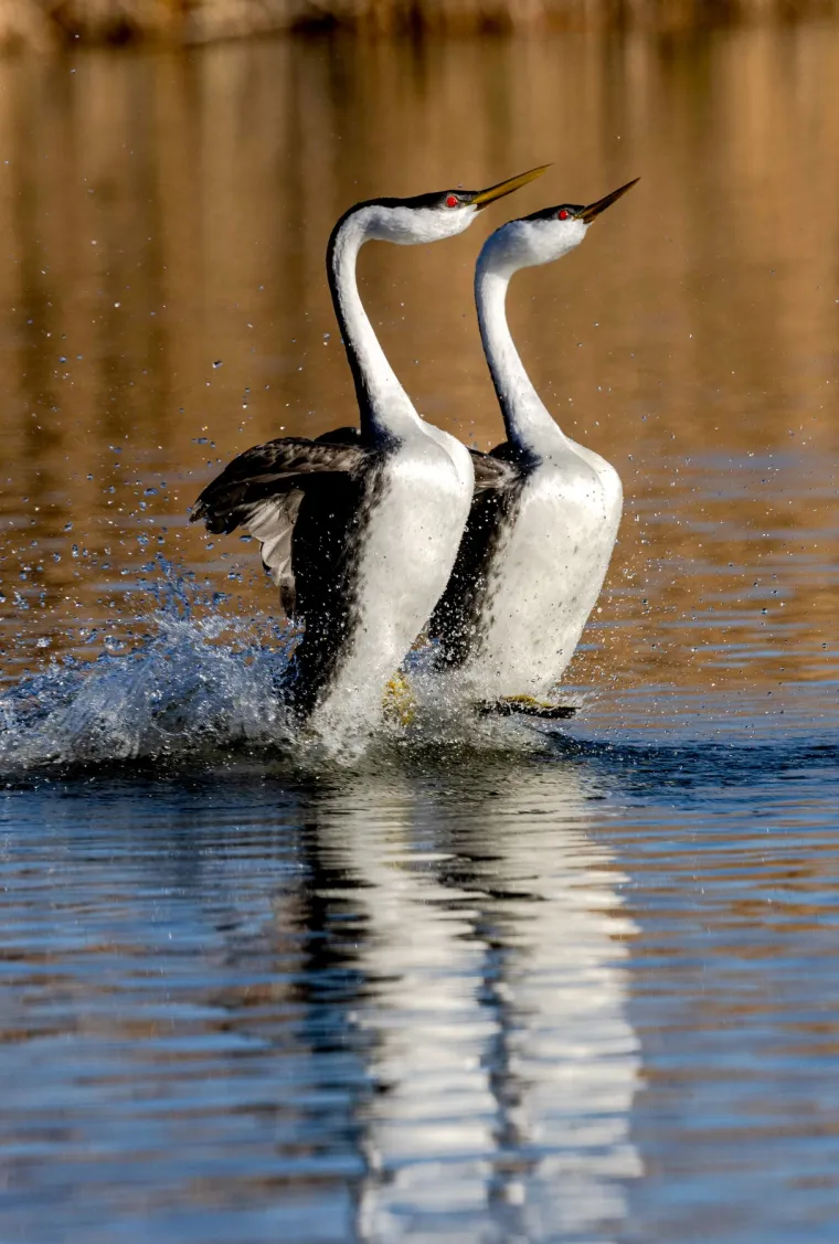 I konačno, ne zaboravite podržati plesne umjetnike &ndash; kupnjom ulaznice, donacijom ili jednostavnim &scaron;irenjem dobre riječi o njihovom radu dajte svoj doprinos očuvanju i razvoju ove prekrasne umjetničke forme.