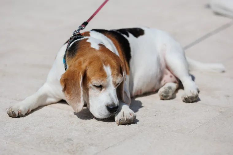 Duge noge i uska suknja: Dvije ljepotice donijele su ljeto u Zadar