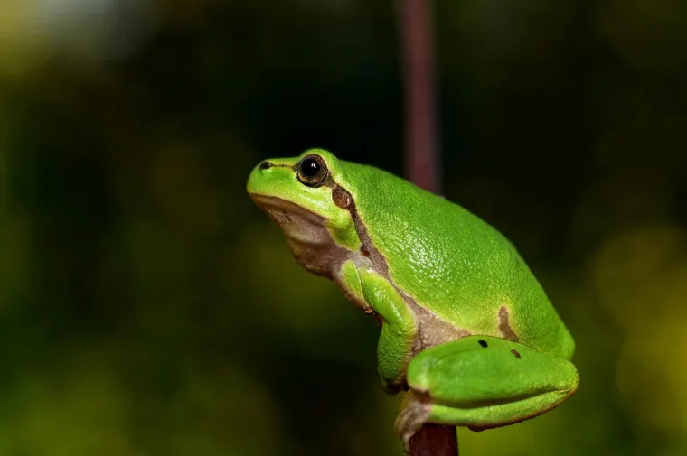 Znanost ili mit: Za ovih 28 životinja vjeruje se da mogu predvidjeti vrijeme
