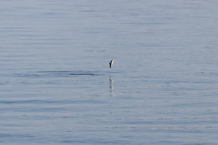 Znanost ili mit: Za ovih 28 životinja vjeruje se da mogu predvidjeti vrijeme