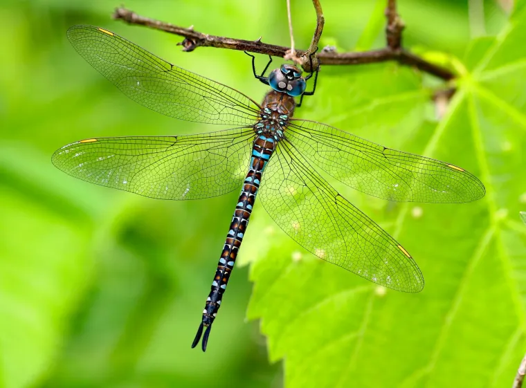 Znanost ili mit: Za ovih 28 životinja vjeruje se da mogu predvidjeti vrijeme