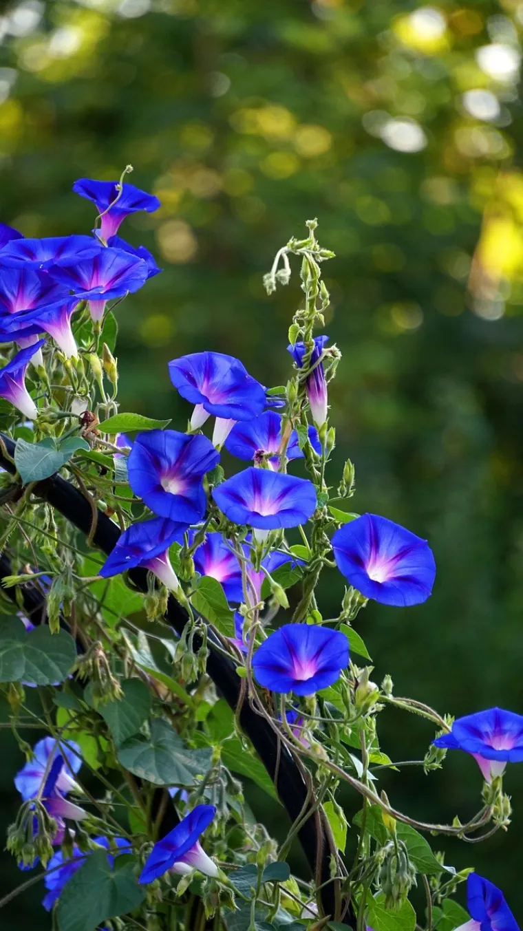 Svatko ima svoj cvijet: Otkrijte koji je va&scaron; i kakvu tajnu simboliku skriva