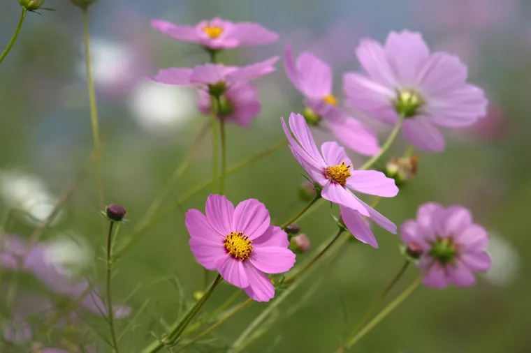 Svatko ima svoj cvijet: Otkrijte koji je va&scaron; i kakvu tajnu simboliku skriva