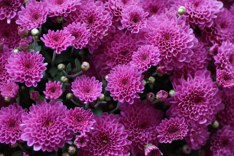 Svatko ima svoj cvijet: Otkrijte koji je va&scaron; i kakvu tajnu simboliku skriva