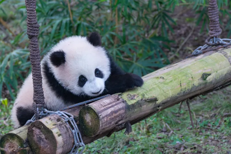 Najviše voli zelenu loptu: Ova preslatka beba panda rastopit će i najtvrđa srca