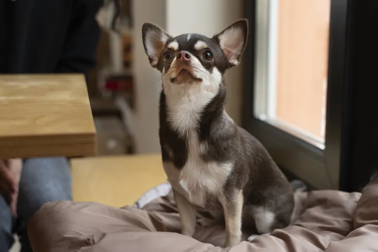 6.Chihuahua: Jedan od najčešćih zdravstvenih problema kod ove pasmine je luksacija patele, koja može dovesti do artritisa. Također mogu patiti od srčanih i očnih bolesti.