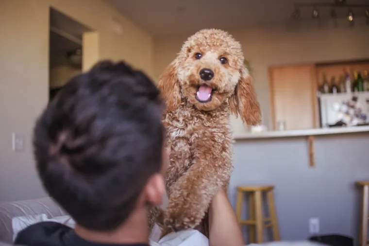 8. Goldendoodle: Goldendoodle pasmina je nastala križanjem pudlice i zlatnog retrivera. Skloni su subvalvularnoj stenozi, srčanoj bolesti.