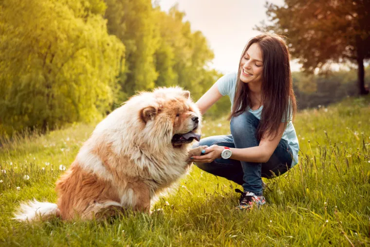 9.Chow Chow: Chow Chow, pasmina koja potječe iz Kine, može imati razne ozbiljne ortopedske probleme. Također su skloni autoimunim bolestima i imaju predispoziciju za kožni melanom.