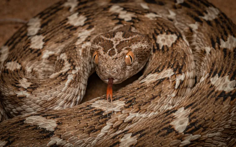 4., ljuskasti poskok (echis carinatus), 138 tisuća žrtava godišnje: Echis je rod poskoka koji se nalazi u suhim područjima Afrike, Bliskog istoka, Indije, Šri Lanke i Pakistana. Posebno je agresivna vrsta, što je čini smrtonosnijom i od zmije koja je zapravo najotrovnija, kopnenog tajpana. Zbog agresivne prirode, u kombinaciji sa snažnim otrovom i prisutnošću u gusto naseljenim područjima, ovaj je poskok zmija koje se treba itekako bojati.
