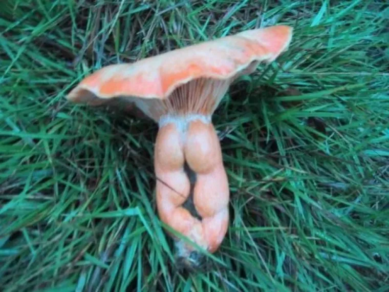 JESTE LI ČISTUNCI ILI PERVERZNJACI? Fotografije koje će testirati snagu vaše volje, ali vjerojatno nećete uspjeti pobijediti