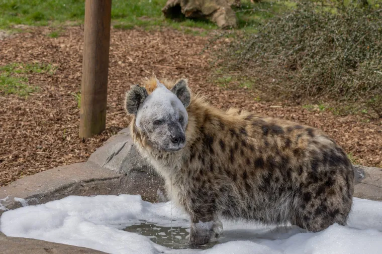 Pjegava hijena, poznata i kao &quot;smijuća hijena&quot;, daleko je složenije i fascinantnije stvorenje od reputacije koju nosi. 