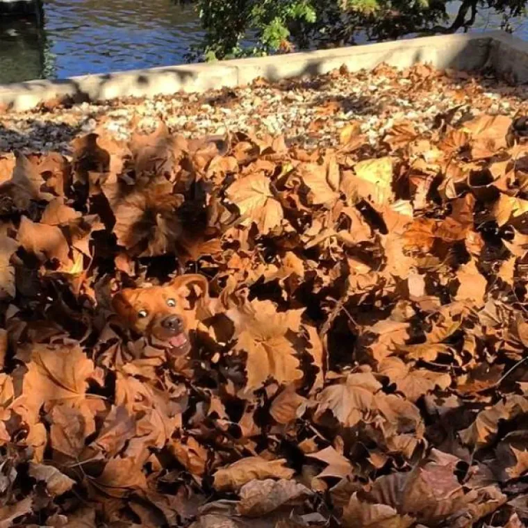 MOŽETE LI PRONAĆI ULJEZA NA SVIM PRIZORIMA? 'Crne ovce' ponekad se jako dobro uklapaju u okolinu, pokušajte ih pronaći